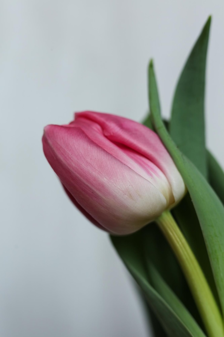 Zdjęcie bliska pastelowa różowa tulipana na białym tle