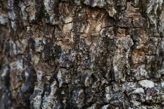 Bliska, pełna klatka Shot Old Bark Tekstury tła