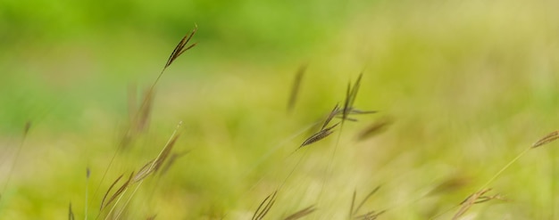 Zdjęcie bliska piękny widok przyrody trawa kwiat pod działaniem promieni słonecznych z bokeh i przestrzeni kopii, używając jako tło naturalne rośliny krajobraz świeża ekologia koncepcja strony tytułowej