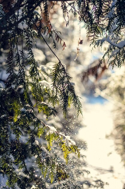 Bliska płatki śniegu spadające z gałęzi świerku zdjęcie koncepcyjne
