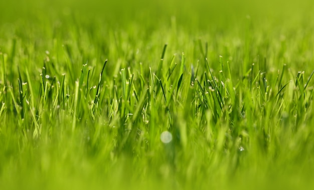 Bliska, podświetlany świeży zielony wiosna trawa tło, niski kąt widzenia, selektywna ostrość