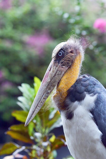 Bliska portret Bangau tongtong Leptoptilos javanicus