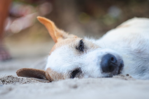 bliska portret bezpański pies z śpiącą twarzą leżącą na piaszczystej plaży