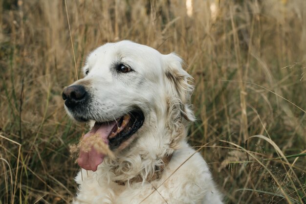 Bliska portret białego golden retriever psa w tej dziedzinie