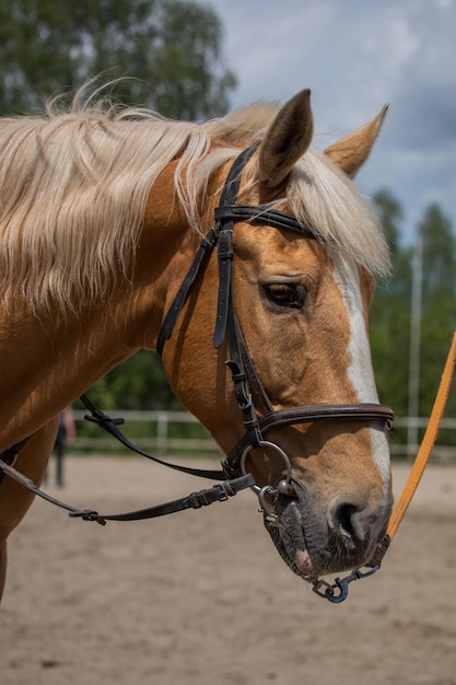 Bliska portret brązowego konia