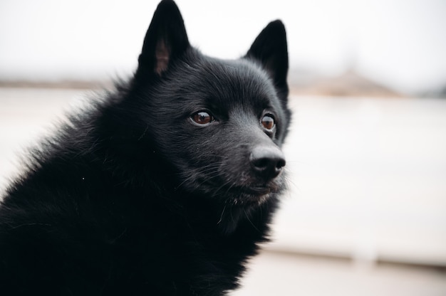 Bliska portret czarnego psa Schipperke