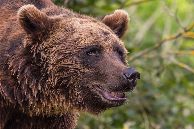 Bliska portret dużego niedźwiedzia brunatnego z otwartymi ustami.