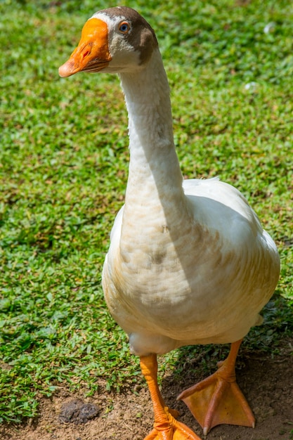 Bliska portret gęsi