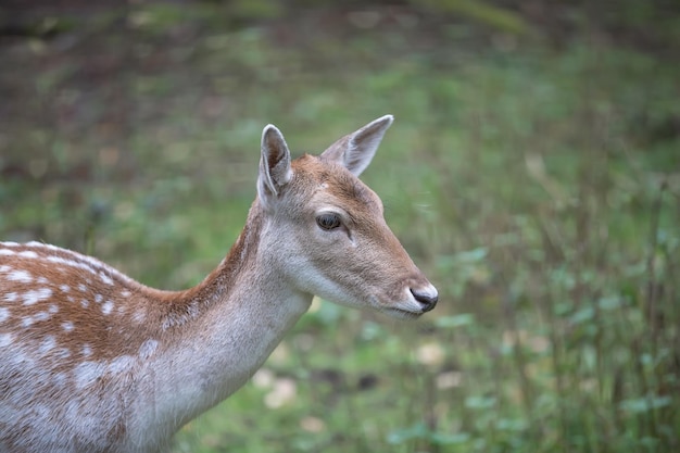 Bliska portret kobiety jelenia