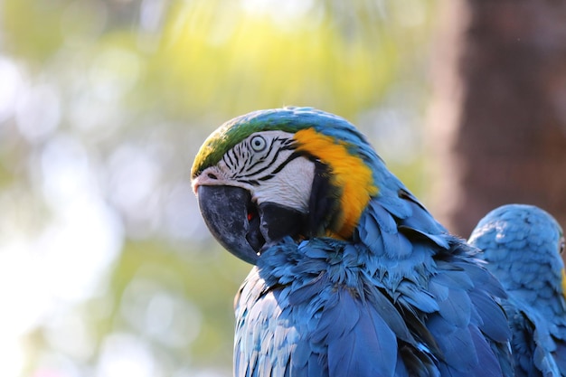 bliska portret kolorowej niebieskiej i żółtej papugi Ara