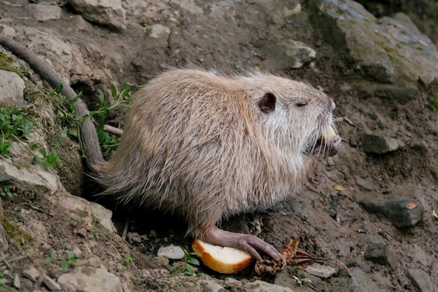 Bliska Portret Nutrii Jedzenie Chleba W Zoo