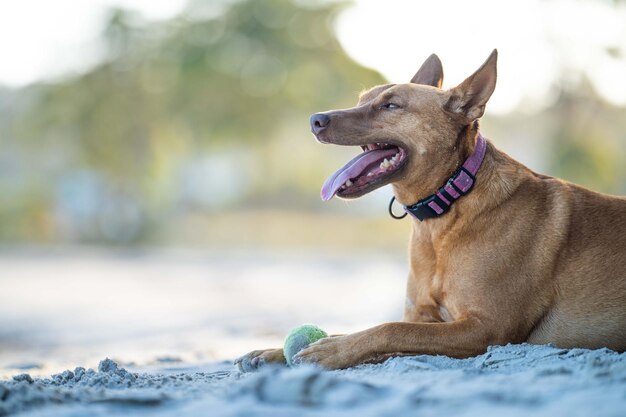 Bliska portret psa kelpie na piasku na plaży w australii