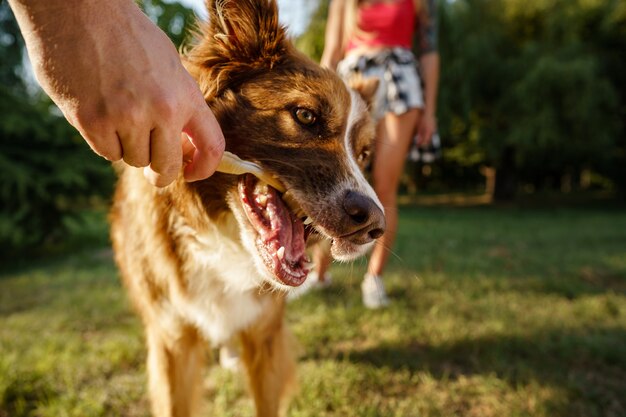 Bliska Portret Psa Rasy Border Collie W Parku