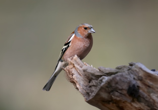 Bliska portret samca Zięba zwyczajna (Fringilla coelebs)