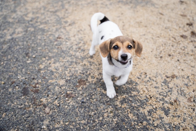 Zdjęcie bliska portret uroczego małego szczeniaka jack russel terrier patrząc na kamerę i uśmiechnięty spacer z domowymi zwierzętami domowymi nowym przyjacielem zwierząt