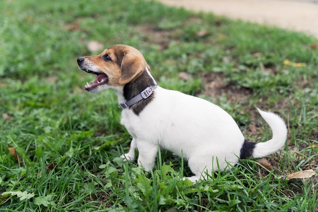 Bliska portret uroczego małego szczeniaka jack russel terrier z otwartymi ustami na zewnątrz szkolenia psów spacer z domowymi zwierzętami domowymi nowy przyjaciel zwierząt