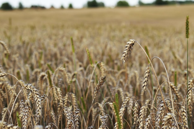 Bliska pszenicy Spikelets rośliny zbożowej Biznes pszenicy Rolnictwo zbożowe
