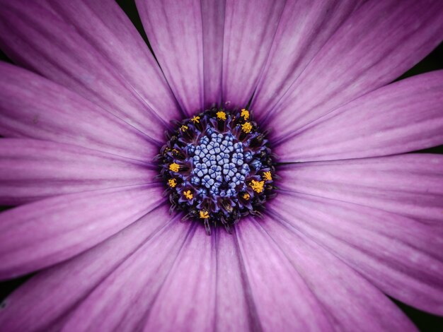Bliska Purpurowy stokrotka kwiat