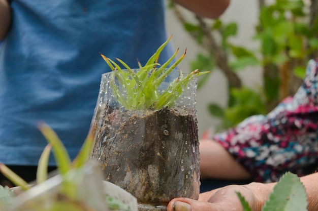 Bliska roślina domowa rosnąca w recyklingowej butelce z recyklingu koncepcji ogrodu miejskiego