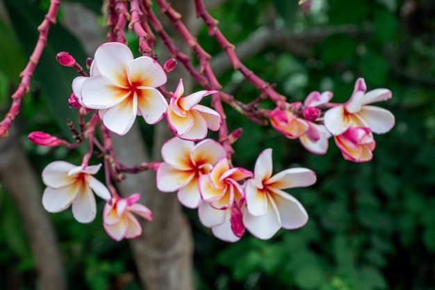 Bliska różowe, białe i żółte kwiaty Plumeria w ogrodzie.Frangipani tropikalny kwiat, kwiat plumeria kwitną.