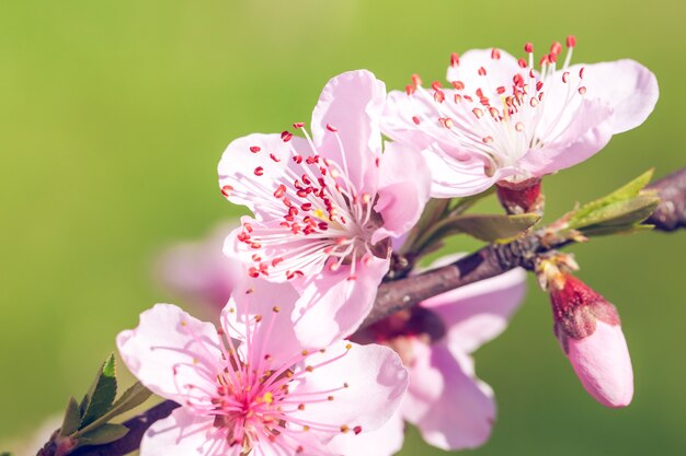 Bliska Różowej Brzoskwini Blossom Kwiaty Na Gałęzi Drzewa