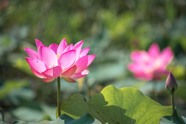 Bliska Różowy Lotos (nelumbo Nucifera Gaertn.) W Jeziorze, Kolorowe Różowo-białe Płatki Z Zielonym Tłem Przyrody