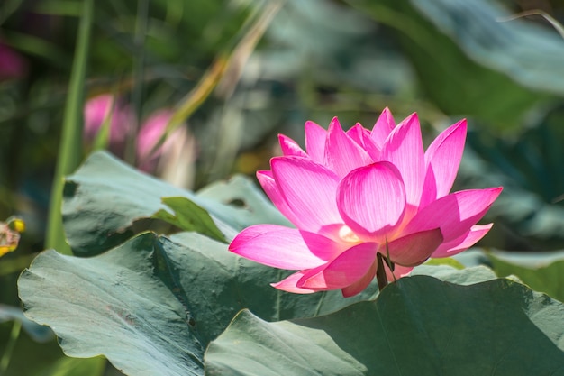 Bliska Różowy Lotos (nelumbo Nucifera Gaertn.) W Jeziorze, Kolorowe Różowo-białe Płatki Z Zielonym Tłem Przyrody