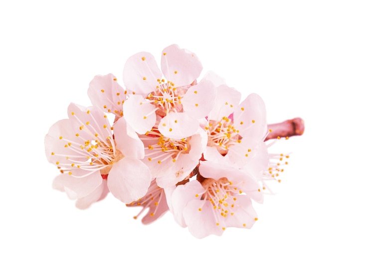 Zdjęcie bliska sakura lub kwiat wiśni.