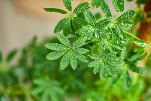 Bliska Schefflera Roślina domowa Roślina parasolowa Arboricola Drzewa domowe Ogród przydomowy Zielony dom xA