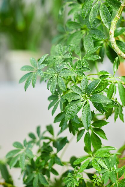 Bliska Schefflera Roślina domowa Roślina parasolowa Arboricola Drzewa domowe Ogród przydomowy Zielony dom xA