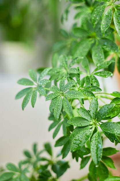 Bliska Schefflera Roślina domowa Roślina parasolowa Arboricola Drzewa domowe Ogród przydomowy Zielony dom xA