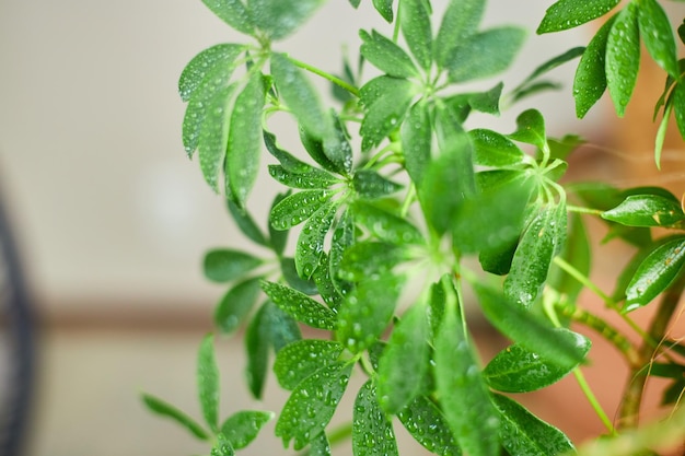 Bliska Schefflera Roślina domowa Roślina parasolowa Arboricola Drzewa domowe Ogród przydomowy Zielony dom xA