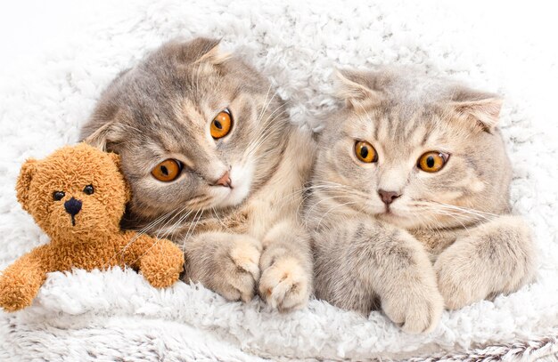 Bliska śliczne koty pręgowane szkockie fałdki przytulające brązowego misia śpiące przyjemnie na kanapie...