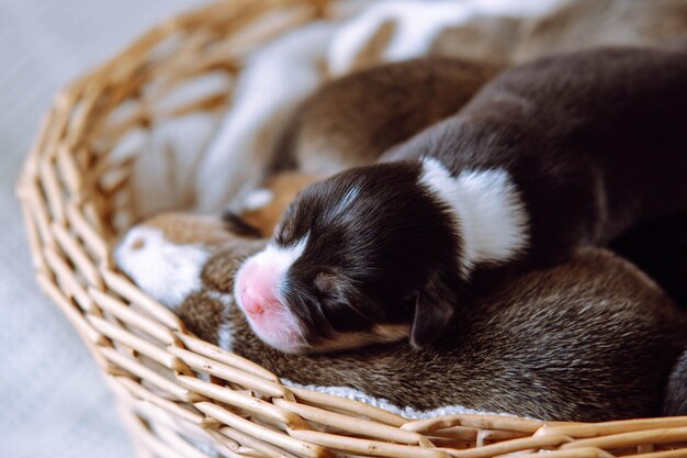 Bliska, słodkie, niewinne, walijskie szczeniaki corgi śpią w drewnianym wiklinowym koszu na białym tle Osierocone szczenięta w schronisku