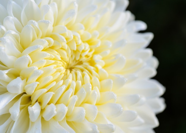 Zdjęcie bliska środek jasnożółtych kwiatów chrysanthemum morifolium mokrych od porannej rosy