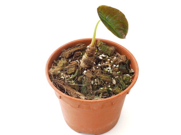 Bliska strzał Baby alocasia cuprea red secret