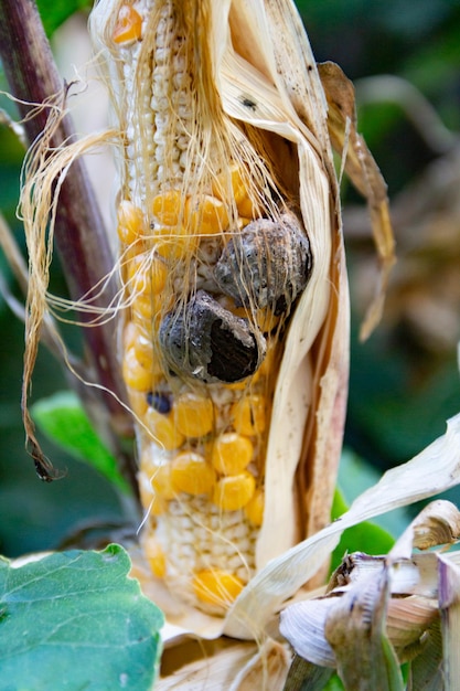 Bliska Strzał Huitlacoche W Kukurydzy