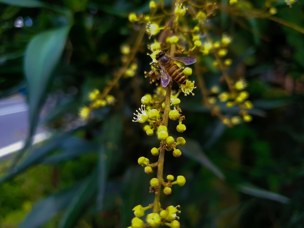 Bliska strzał makro tropikalnej pszczoły ogrodowej na kwiatku