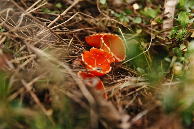 Bliska strzał na zewnątrz niektórych uroczych czerwonych grzybów o nazwie The Scarlet Cup