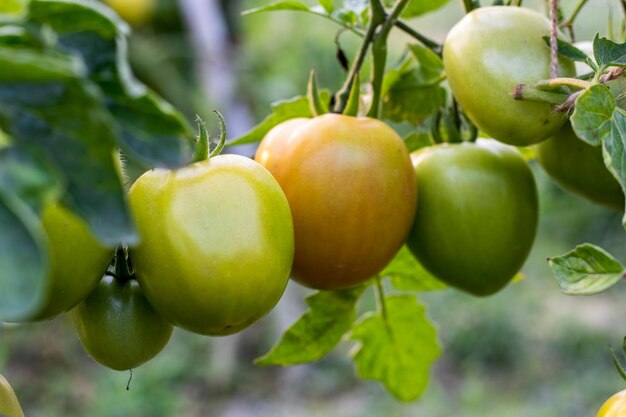 Bliska strzał pysznych organicznych pomidorów w ogrodzie z selektywnym naciskiem