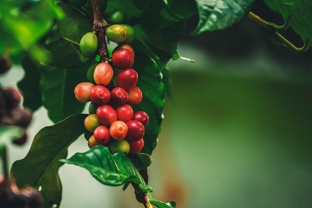 Bliska Świeże organiczne czerwone wiśnie kawy, surowe jagody ziarna kawy na plantacji drzew kawowych