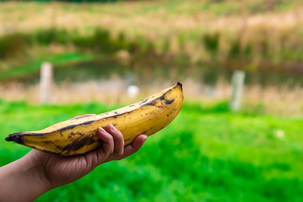 Bliska Szczegół Kobiecej Ręki Trzymającej Organiczną Babkę