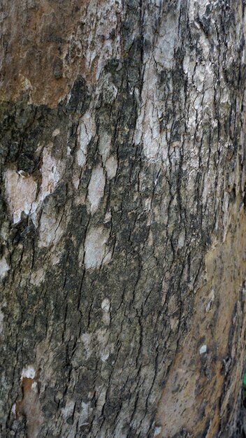 Bliska tekstura kory pnia drzewa eukaliptusowego tekstury tła