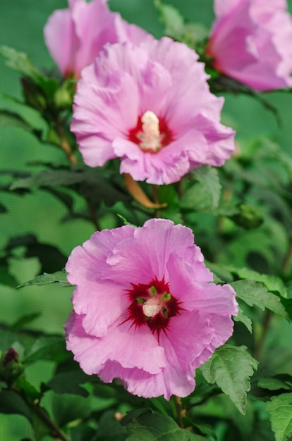 Bliska tło kwiaty dzikiego hibiskusa Różowy dziki hibiskus krzew Piękne różowe róże hibiskusa