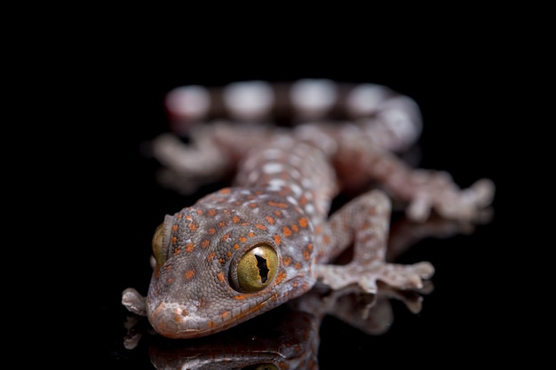 Bliska Tokay Gecko