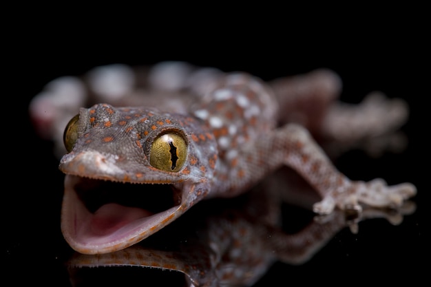 Bliska Tokay Gecko