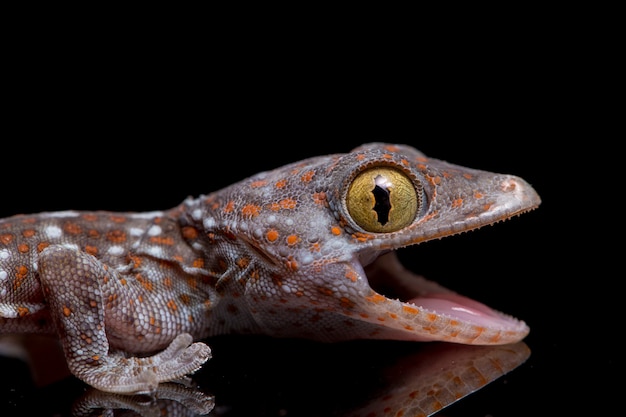 Bliska Tokay Gecko