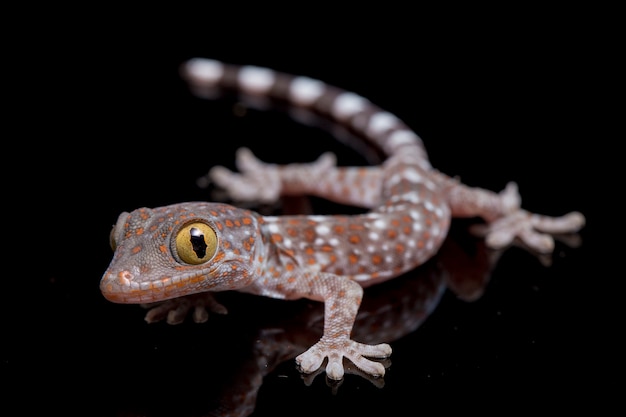 Bliska Tokay Gecko