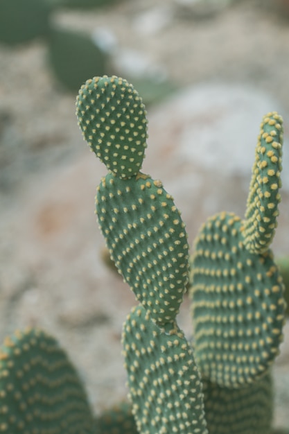 Bliska uszy królika lub kaktus ze skrzydłami anioła w ogrodzie. (Opuntia microdasys)