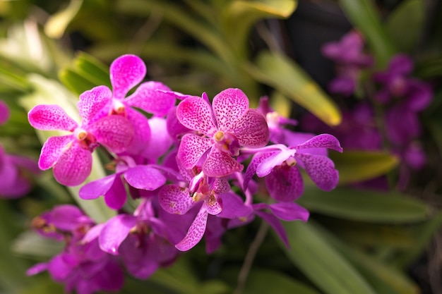 bliska widok z góry dzikich różowe kwiaty orchidei